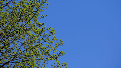 Beautiful tree on blue sky background + Download Wallpapers 2023