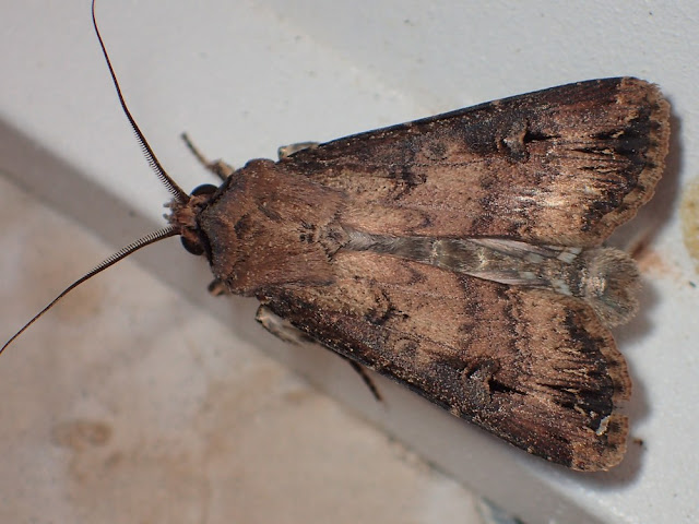 Agrotis ipsilon Agrotis ipsilon
