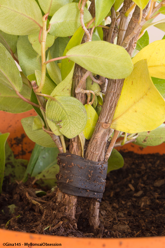 My Bonsai Obsession The Fusion Project