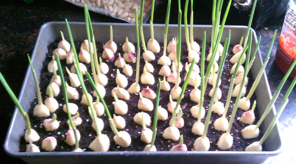 Do Not Buy Garlic Anymore - Here's How To Grow Unlimited Quality At Home