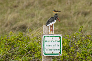 Braunkehlchen wildlife Helgoland Düne Nikon Olaf Kerber