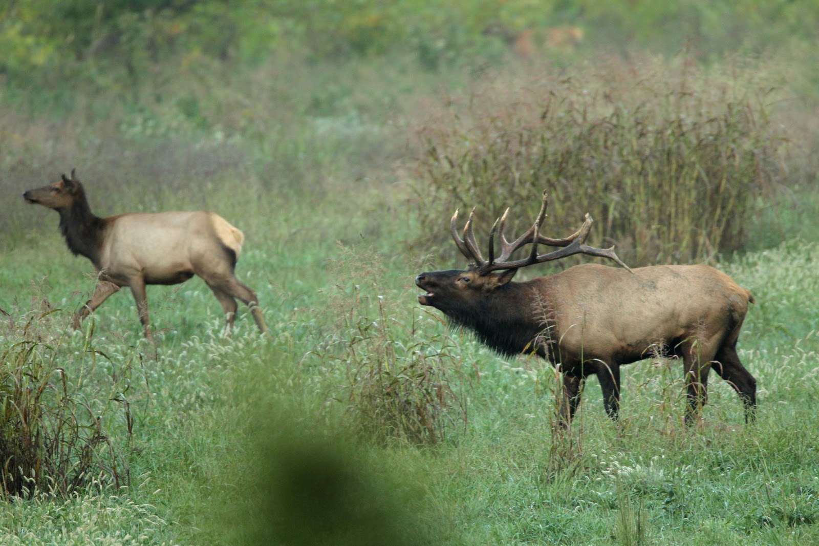 Outdoors Apply for an Arkansas elk permit beginning May 1