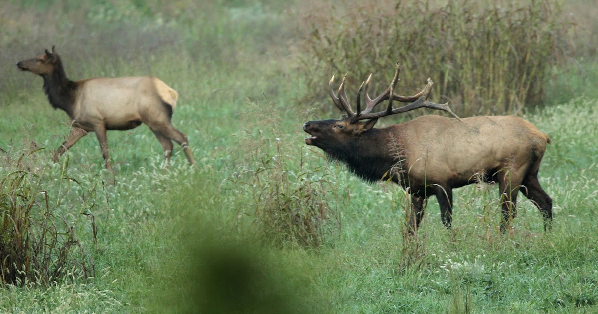 Outdoors Apply for an Arkansas elk permit beginning May 1