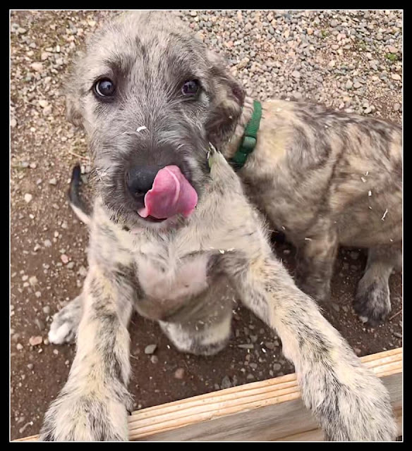 irish wolfhound plush