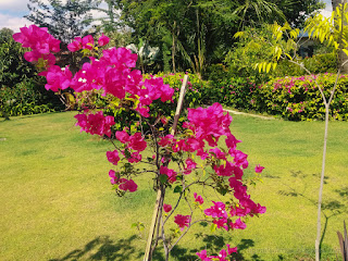 Warm Sunshine Atmosphere In The Garden With Bougainvillea Flower Plant At The Village North Bali Indonesia