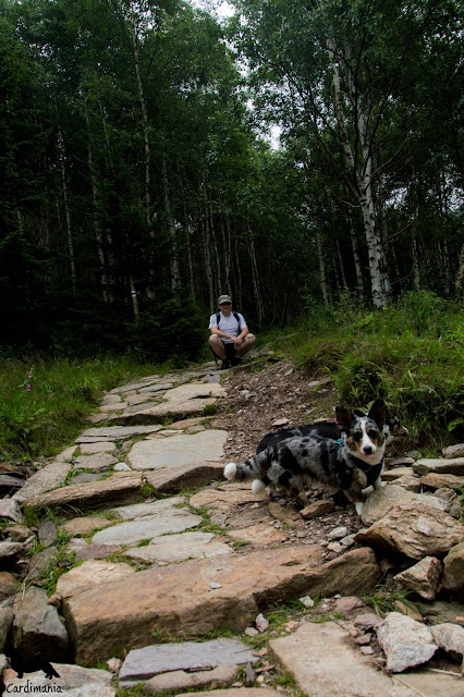 Karkonosze z psem pies w górach, psy w górach, na wakacje z psem, wakacje z psem, z psem na urlop, urlop z psem, podróże z psem, z psem w podróży, karkonosze, sudety, góry, pies w górach, górski pies, góry, urlop, pies, cardimania