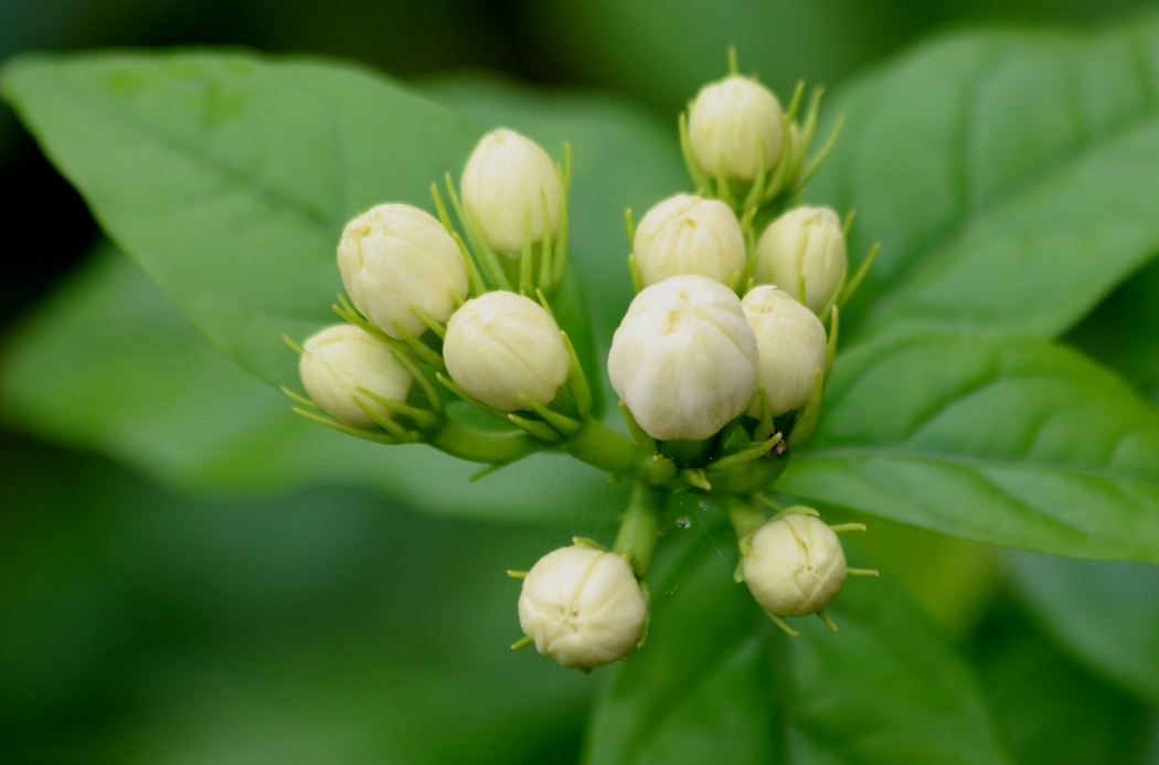 Cherishing India..... Flowers of Odisha part I......