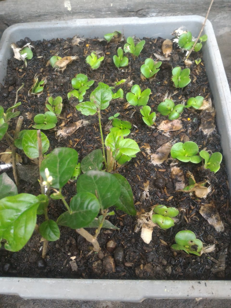 Konsika Kulon Progo 2019