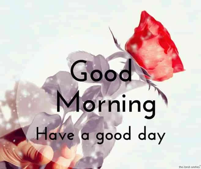 best good morning images of red rose in snow