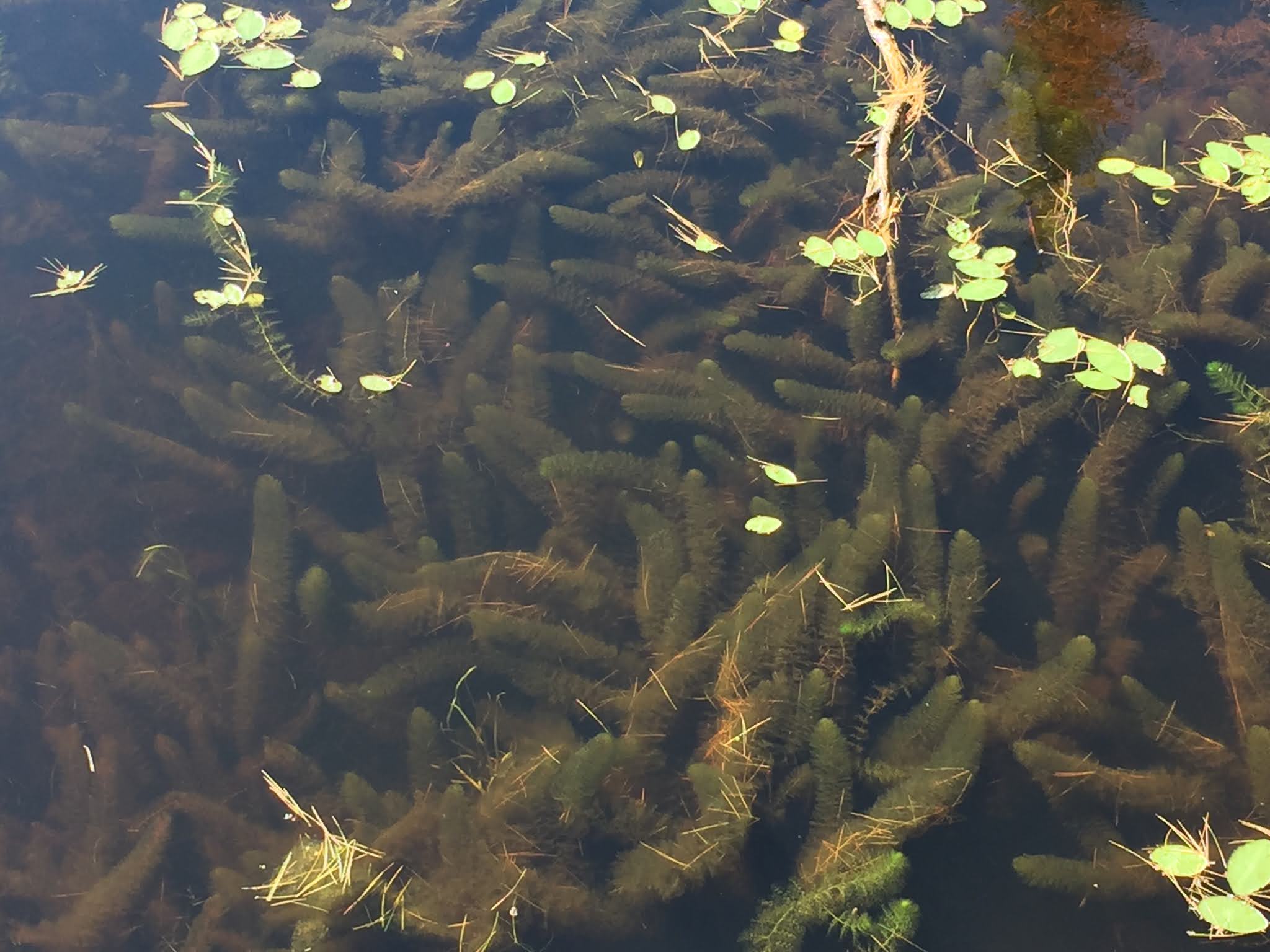 Otto's Abode WANAKENA WEEKLY 71 06/10/21 06/16/21