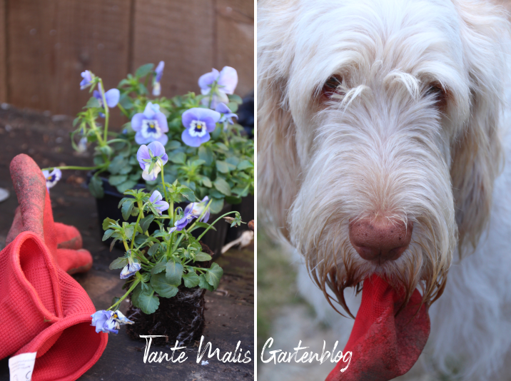 Garten Aufraum Kranz Und Hornveilchen Verteilung
