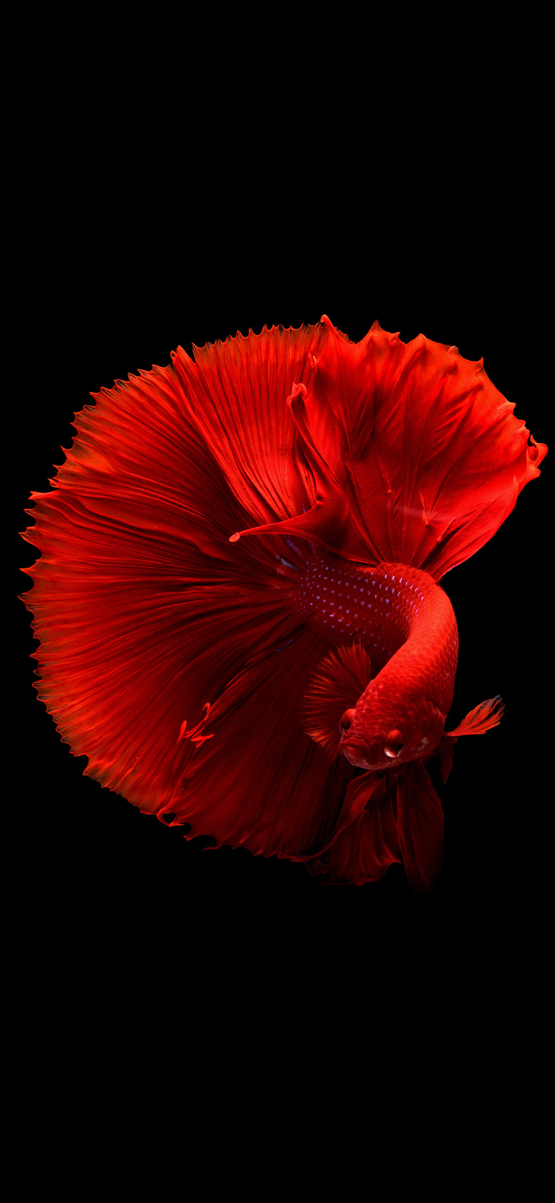 close-up-of-fish-over-black-background
