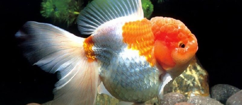 Ini Dia Pemijahan Ikan Mas Koki yang Belum Banyak Diketahui