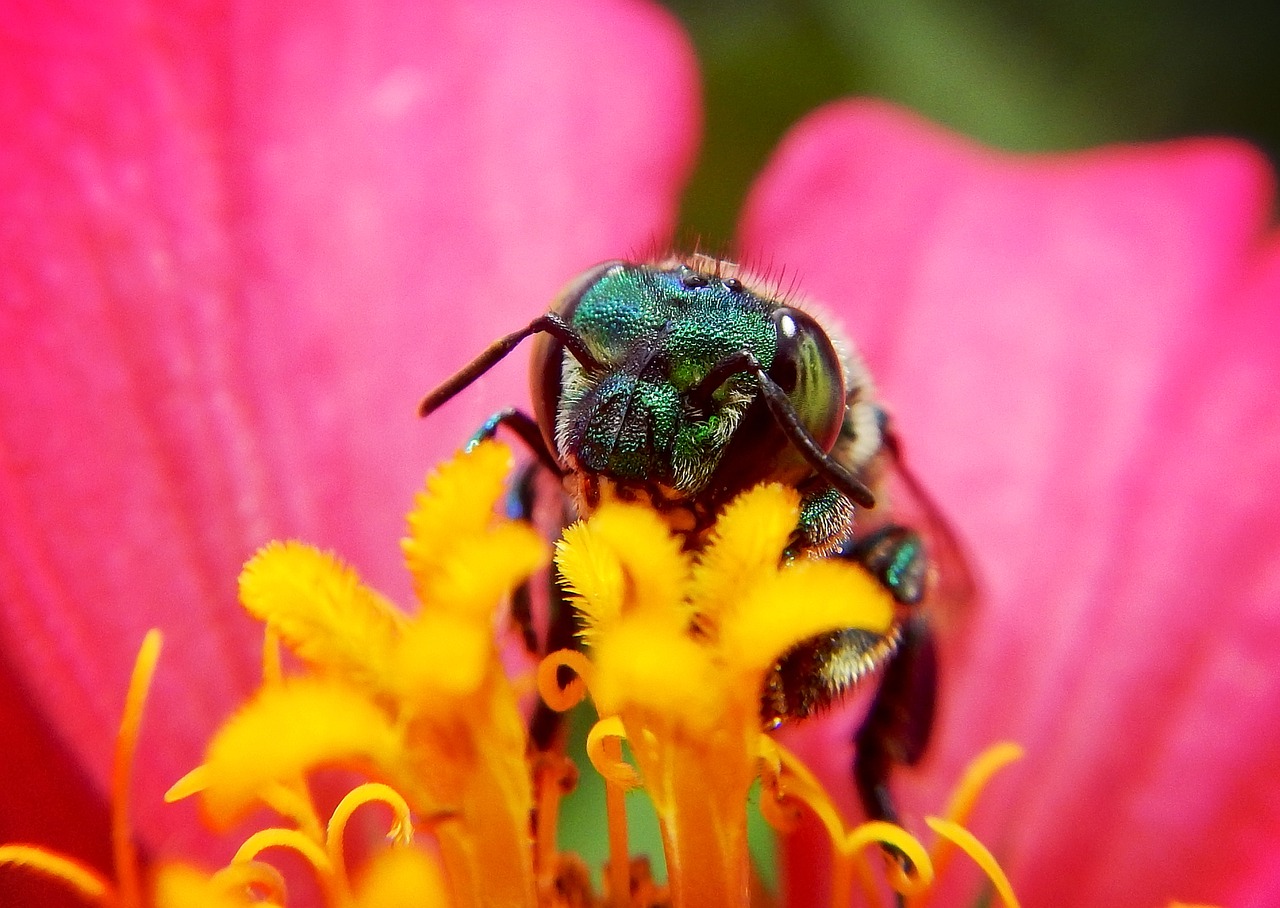 O que significa Biodiversidade?