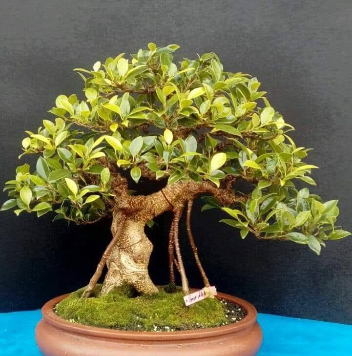 ¿Dónde comprar un Bonsai o PreBonsai en Chile? algunos datitos 盆栽 Bonsaido