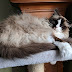 Ragdoll, un gato grande y de hermoso pelaje