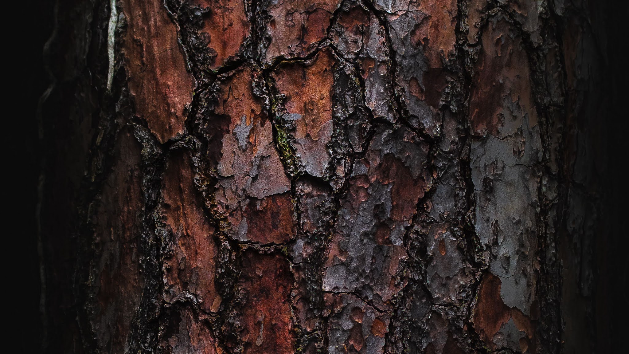 Wallpaper Texture, Wooden, Bark, Macro, Tree - XFXWallpapers