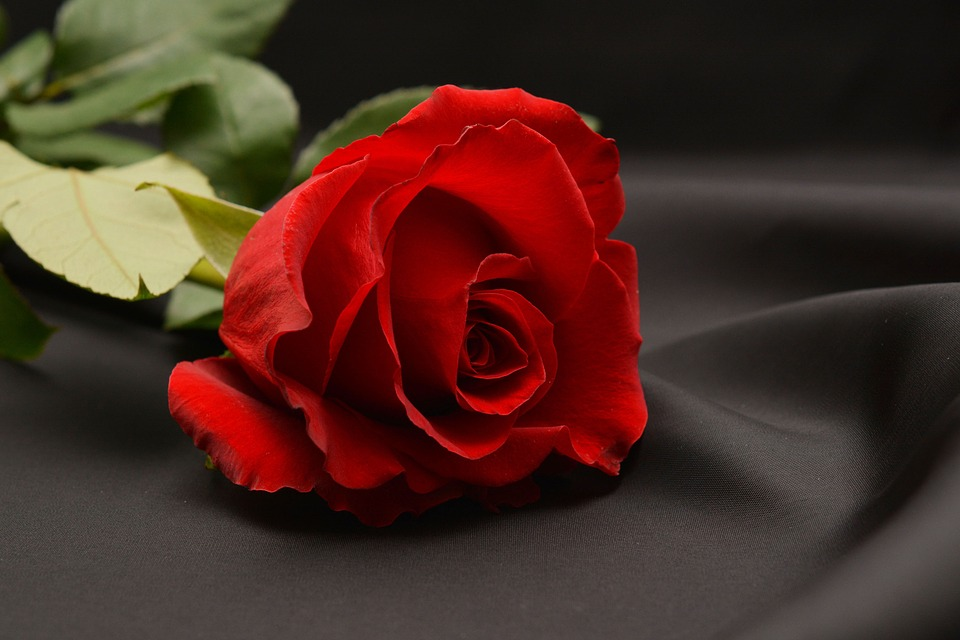 Galeri Kumpulan Gambar Bunga  Mawar  Merah  Cantik dan Indah  