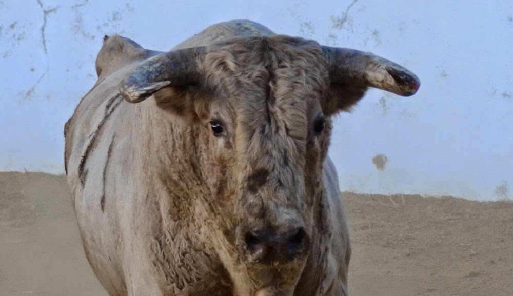 ambitotoros Sobre los pitones de los toros de Prieto de la Cal En Zalamea