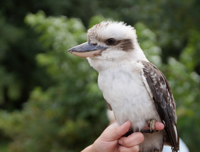 Pippi Langstrumpf, Kunst für Kinder und ein Besuch im Zoo: Ein toller Tag in und um Vejen. Die Vorführung der Raubvögel im Glad Zoo macht dieses Ausflugsziel noch spannender.