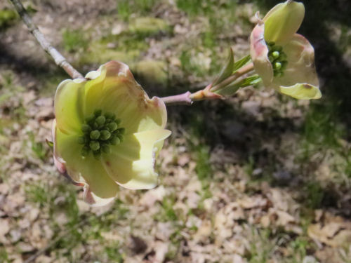 flowering dogwood blossom opening