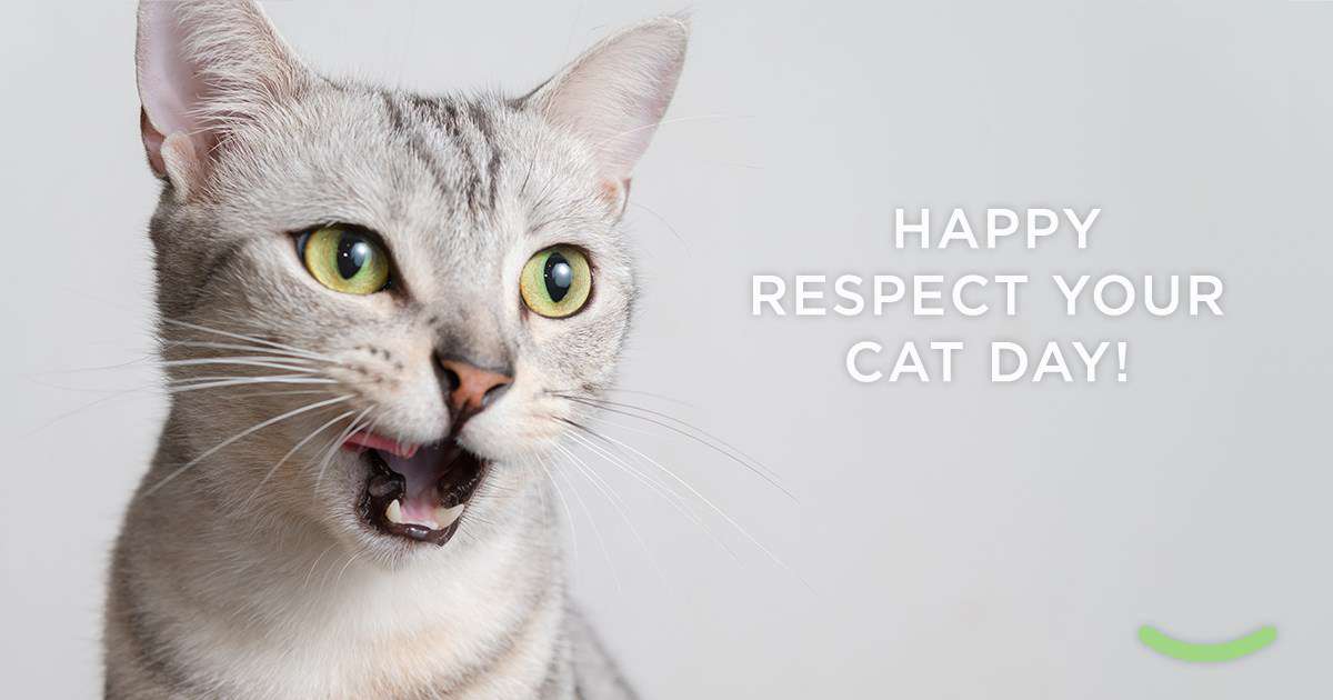 Respect Your Cat Day Wishes Beautiful Image Respect Your Cat Day Wishes Beautiful Image