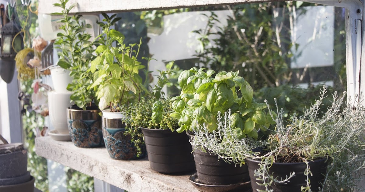 Grow Kings Blog & News: Starting an Indoor Window Herb Garden