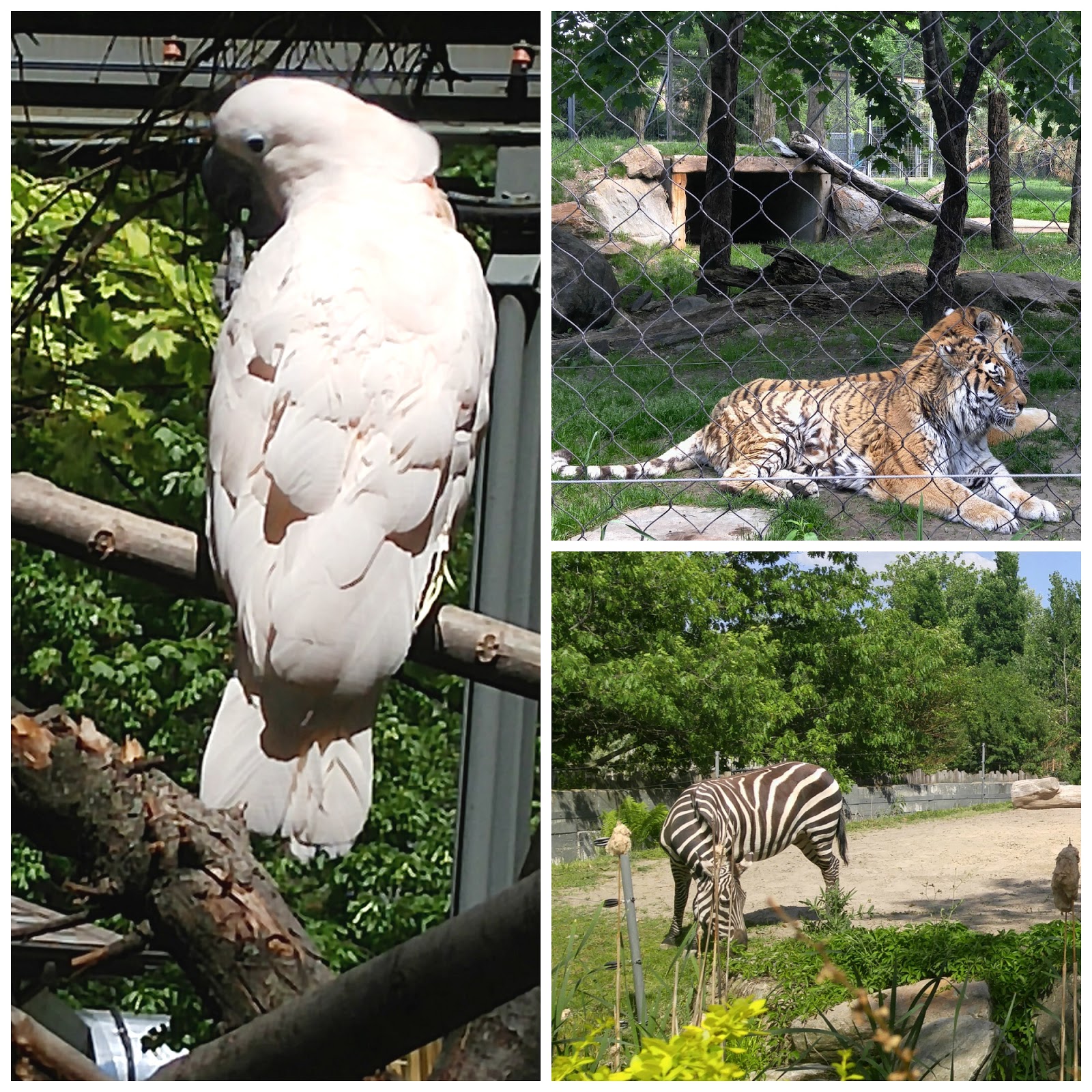 Le zoo de Granby et l'Amazoo Un incontournable pour l'été. Etre