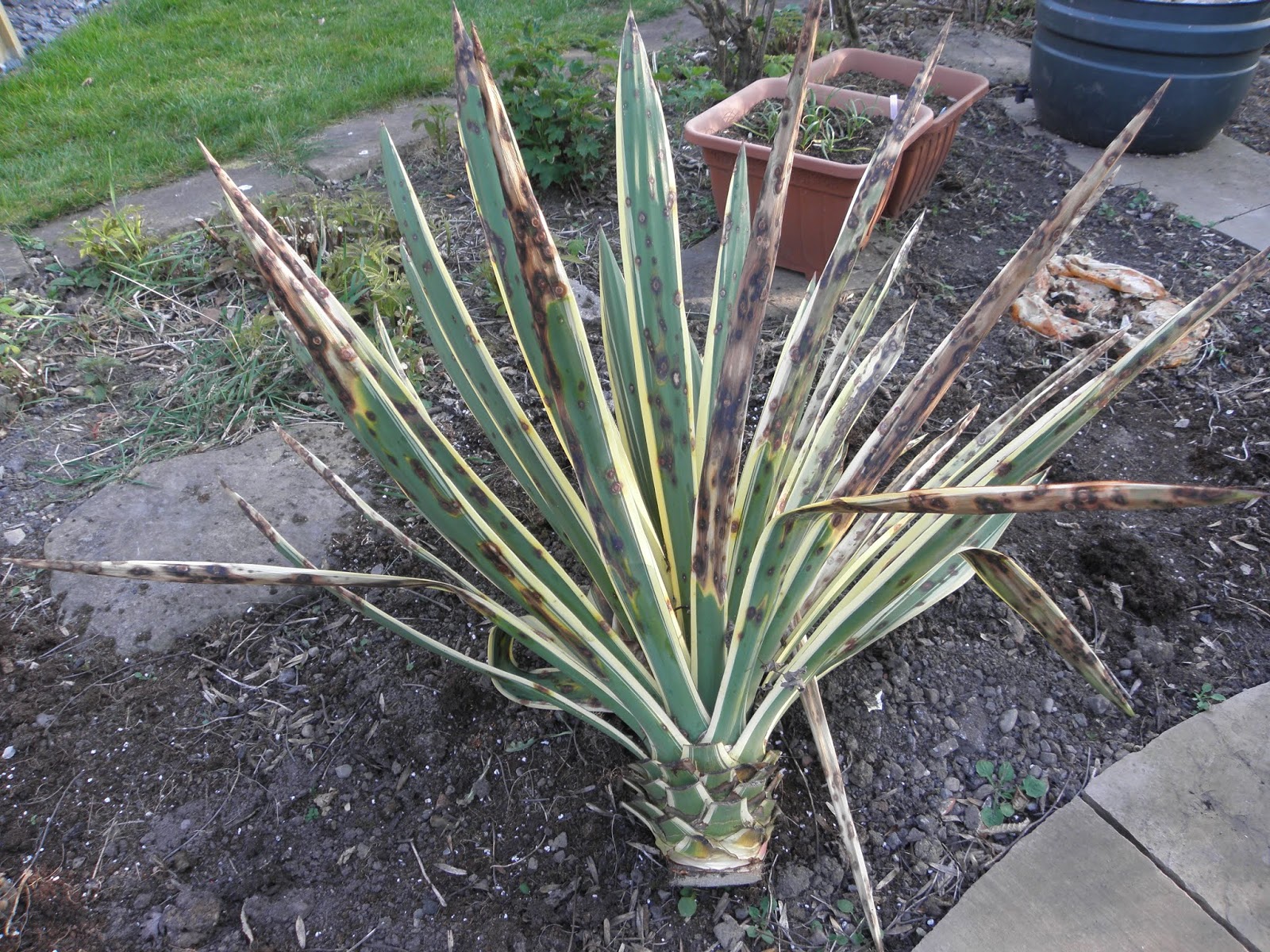 where eagles fear to perch Yucca Rescue