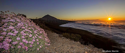 ROSALILLO DE CUMBRE, endemismo de Tenerife