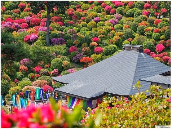 Jom Lihat Keindahan Taman Bunga Azalea Di Kuil Budha Di 