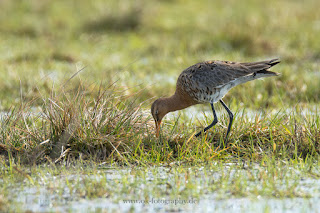 Wildlifefotografie Naturfotografie Dümmer See Uferschnepfe