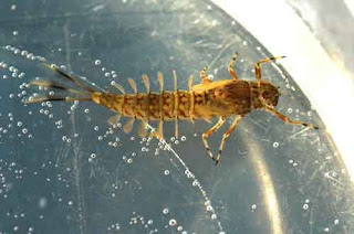 mayıs sineği larvası