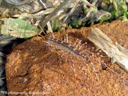 centipede scutigera coleoptrata cultural nature travel