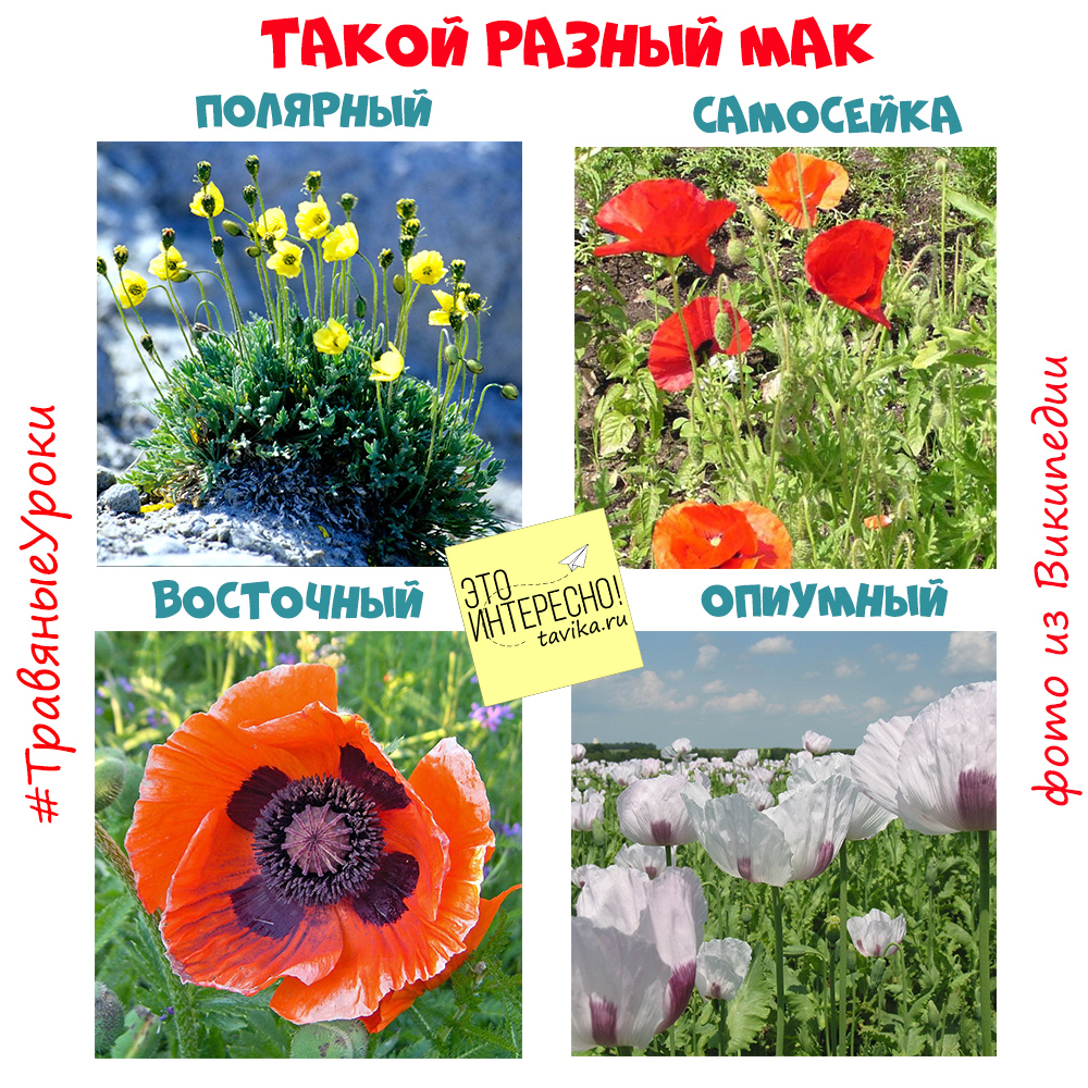 огород по новому. почему нельзя сажать мак. мак растет в огороде. запрещено ли выращивать мак на садовом участке. какой мак можно выращивать на даче.