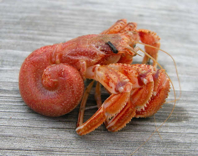 Hermit crab body