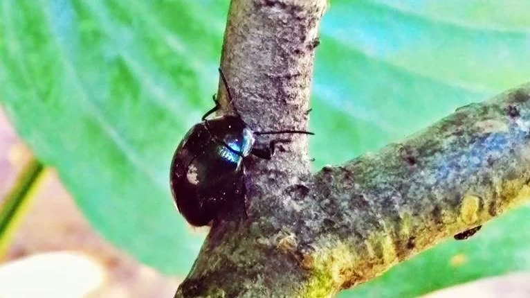 kumbang kecil berwarna hitam