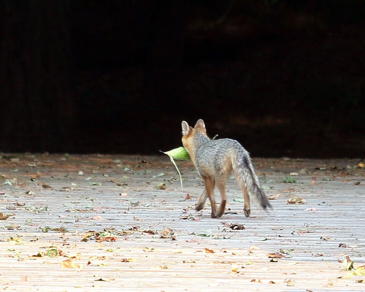 Exploring Nature in NC A Vegetarian Fox?