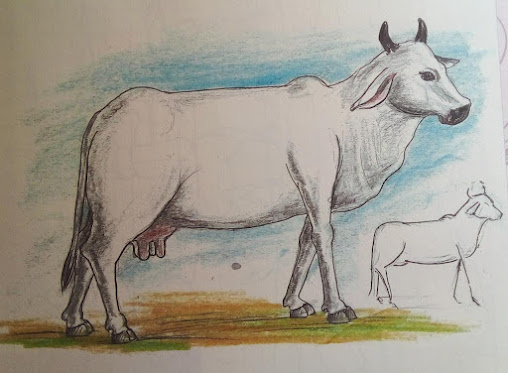 Pencil Drawing of a Calf done for a company ADIOMM from Dubai  Pencil  sketches of animals Realistic animal drawings Charcoal drawing animals