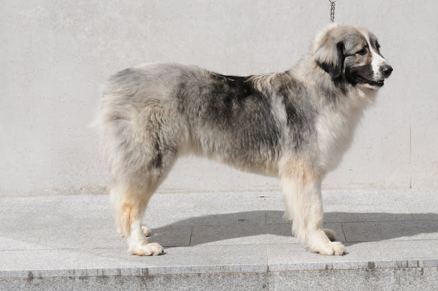 Romanya Karpat çoban köpeği