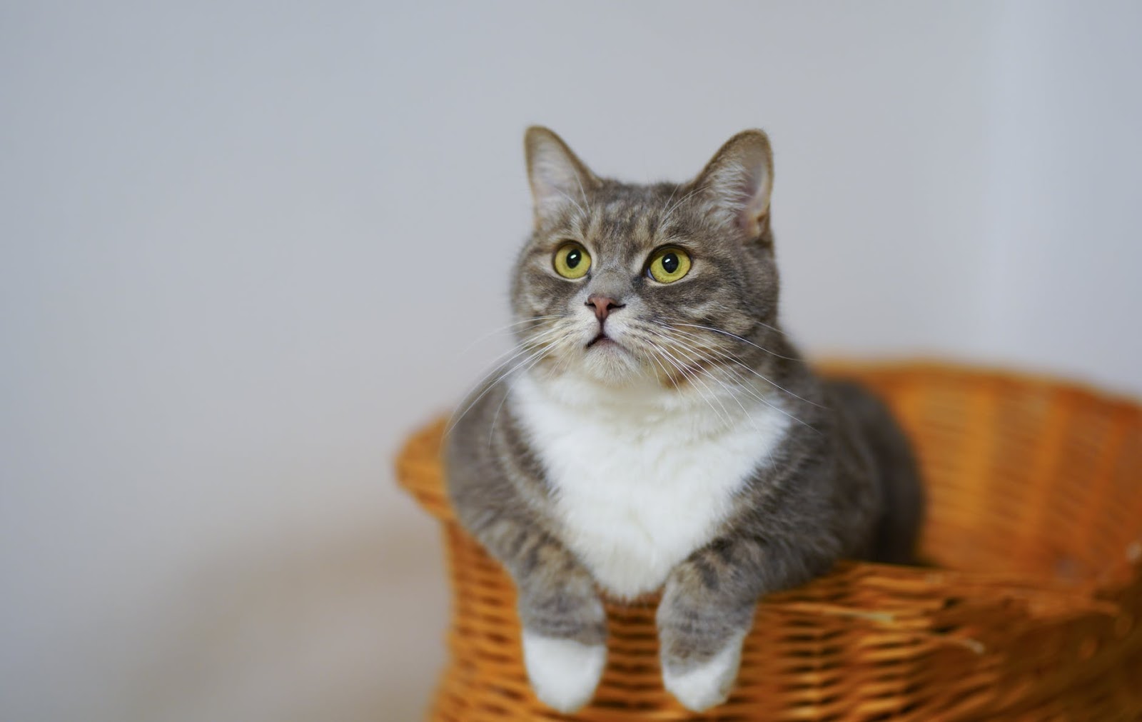 Cats can transmit Covid-19 to other cats but not humans, study confirms Cats can transmit Covid-19 to other cats but not humans, study confirms