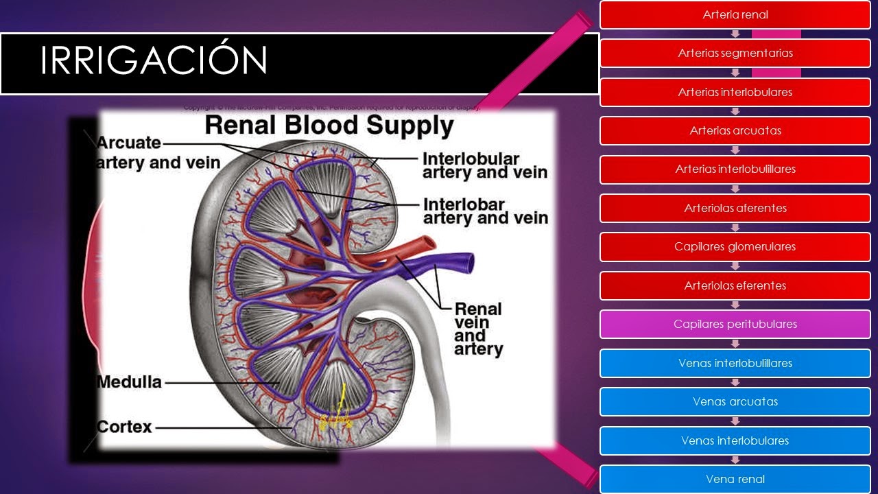 BLOG DE FISIOLOGÍA BÁSICA DE HEYDI CAROLINA ARTALEJO GASTELUM Anatomía