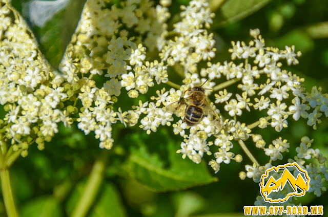 Honeybee on Elder plant (Lat: Sambucus nigra L.)