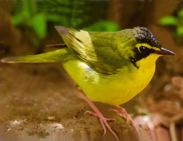 Kentucky warbler in Washington Square Park, photo by Dennis Edge Kentucky warbler in Washington Square Park, photo by Dennis Edge
