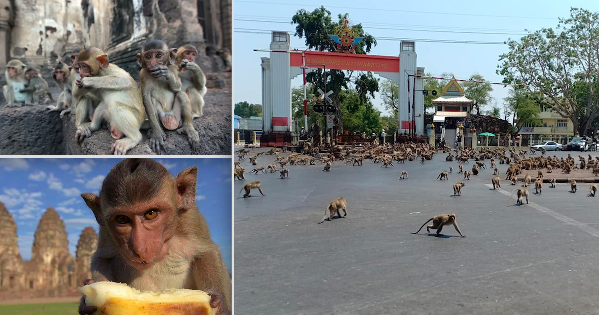 Thailand's Starving Monkey Gangs Fight Over A Banana Due To Absence Of Tourists Who Used To Provide Food Thailand's Starving Monkey Gangs Fight Over A Banana Due To Absence Of Tourists Who Used To Provide Food