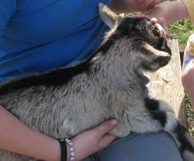 Picture of my sister holding one of the brownish baby goats