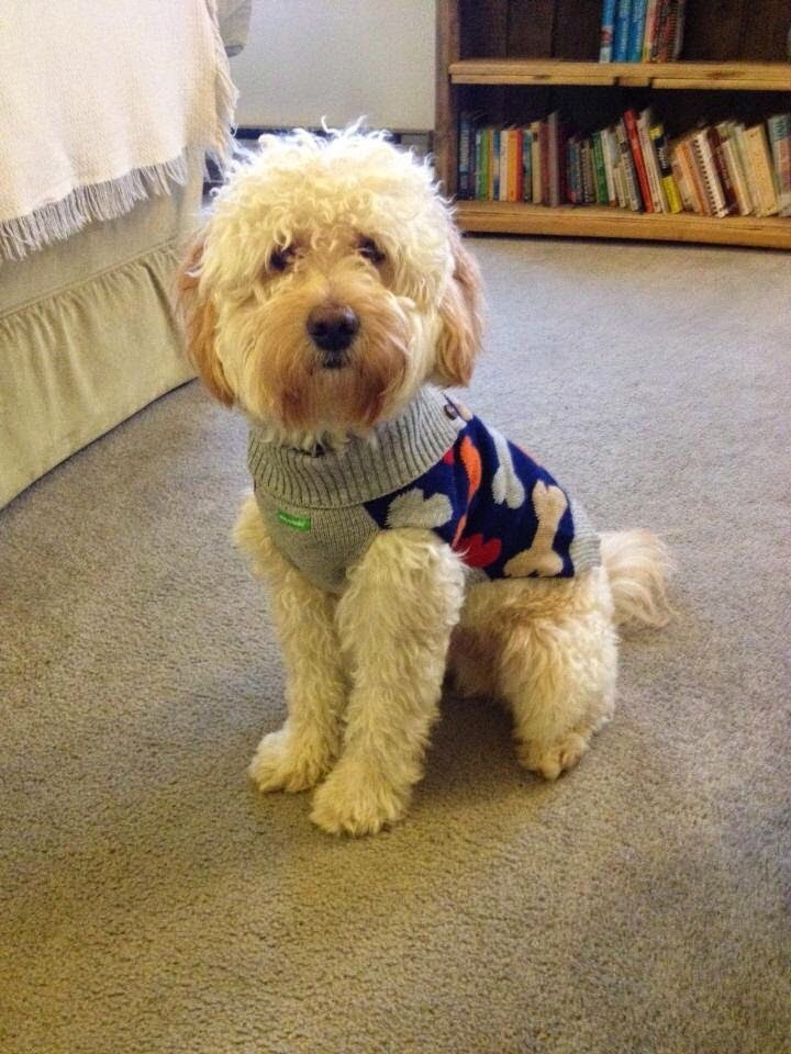 f2 goldendoodle mini