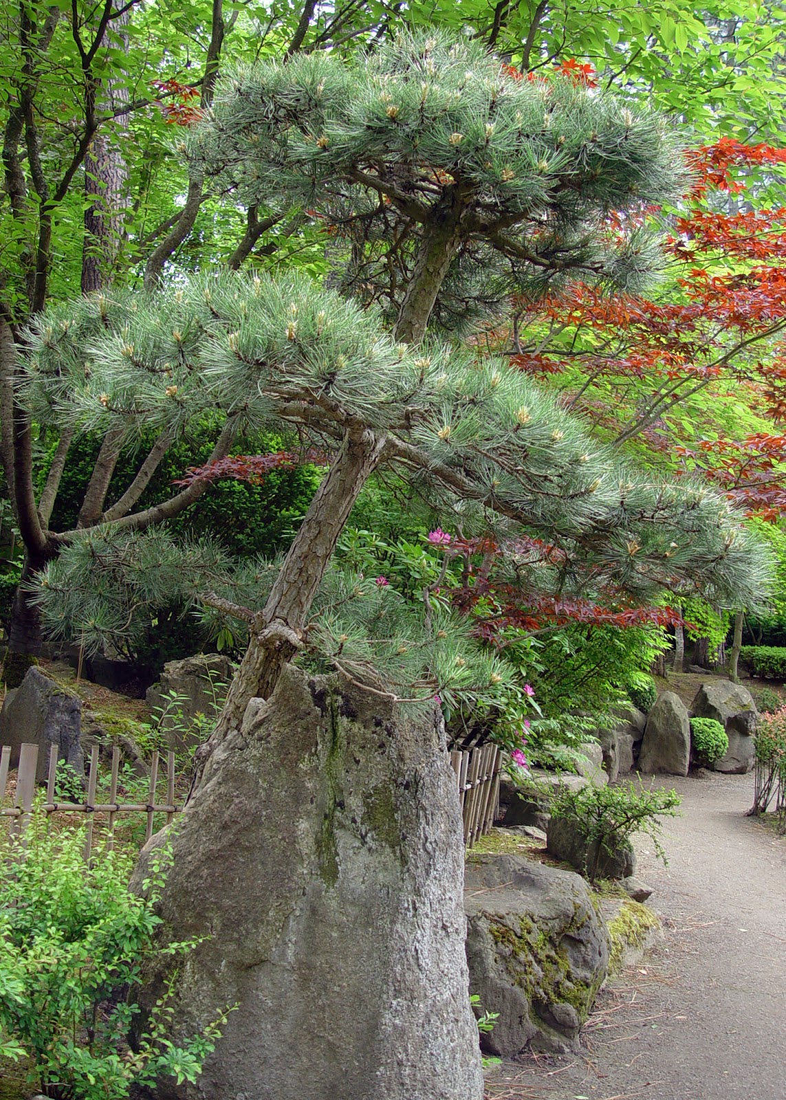 Eden By The Bay Japanese Garden Highlights