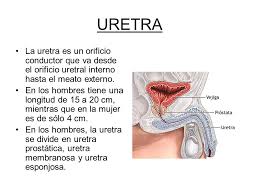 Función de la uretra