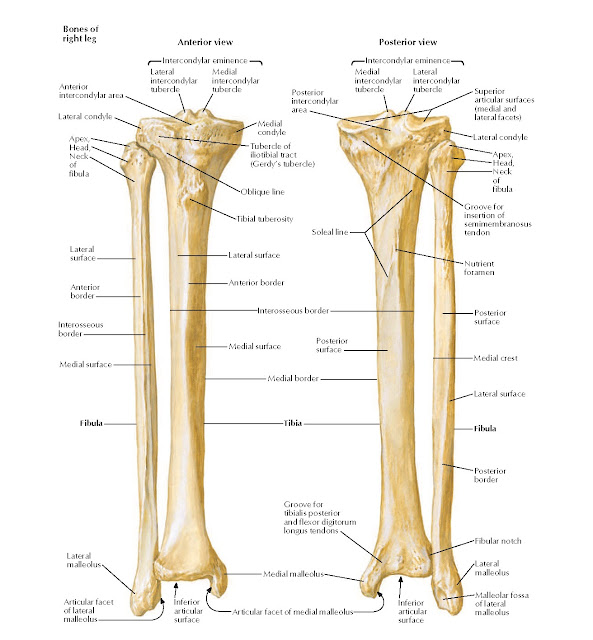 Tibia and Fibula Anatomy